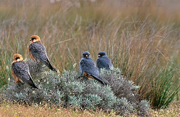 Red-footed Falcon