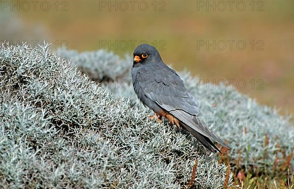 Red-footed Falcon