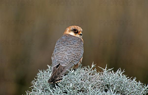 Red-footed Falcon