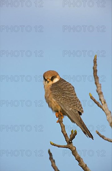 Red-footed Falcon