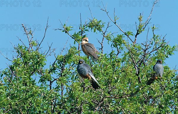 Red-footed Falcon