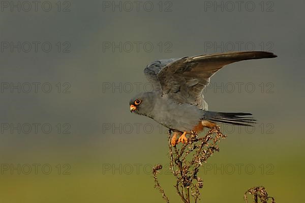 Red-footed Falcon