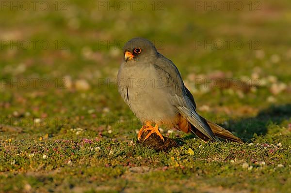 Red-footed Falcon