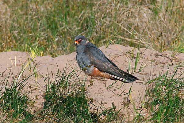 Red-footed falcon