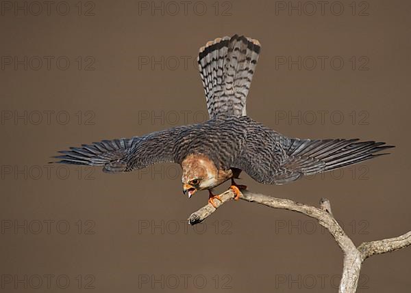 Red-footed Falcon