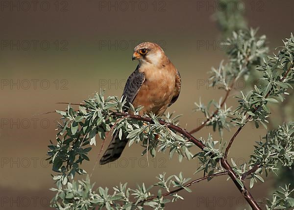 Red-footed Falcon