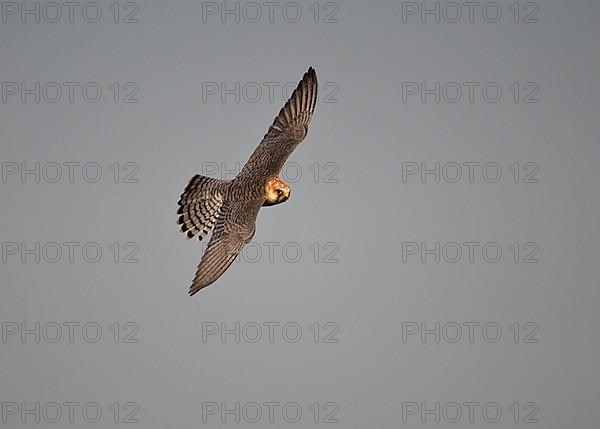 Red-footed Falcon