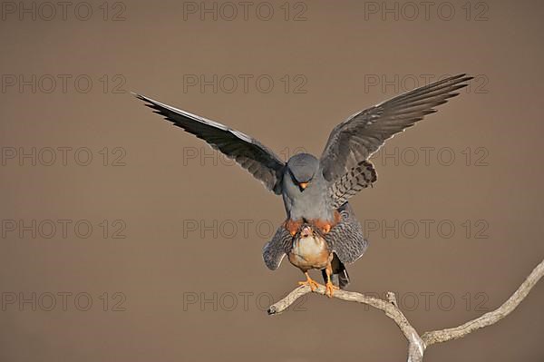 Red-footed Falcon