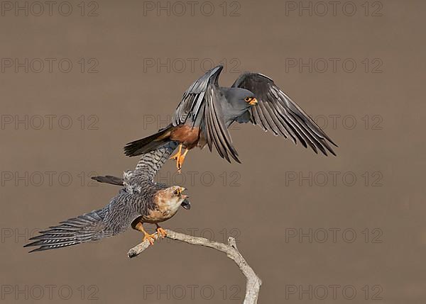 Red-footed Falcon