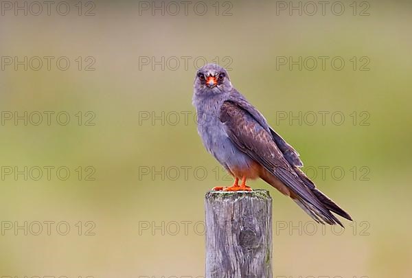 Red-footed falcon