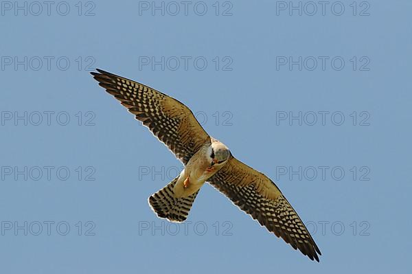 Red-footed Falcon