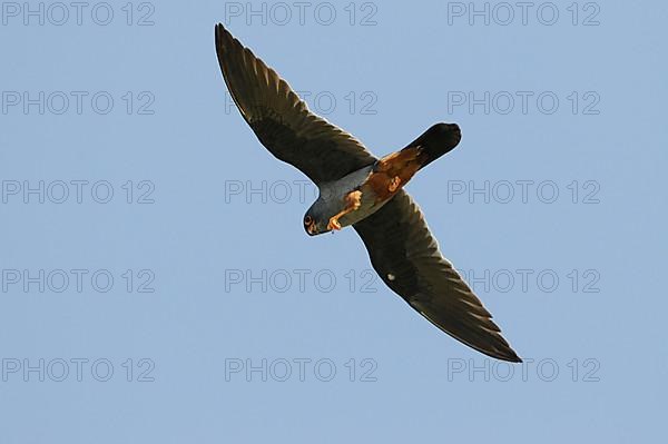 Red-footed Falcon