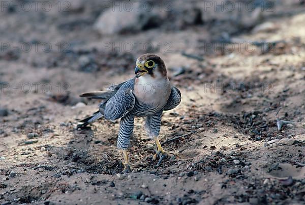 Red-necked falcon