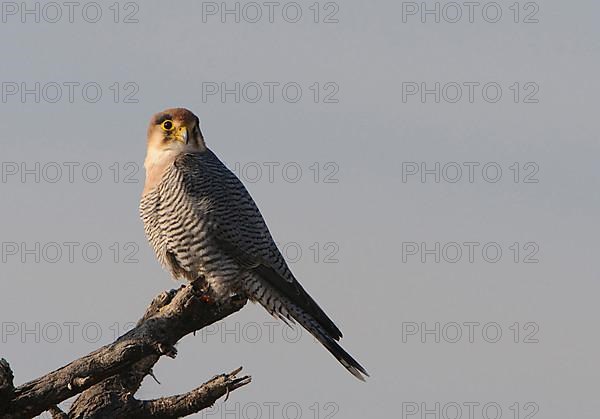 Red-necked Falcon