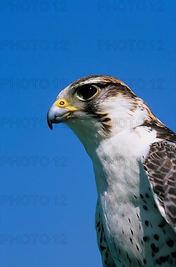 Saker Falcon