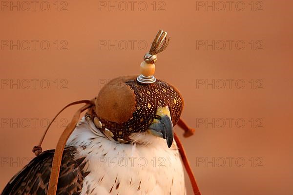 Saker Falcon