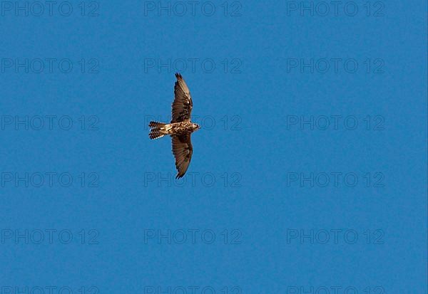 Saker Falcon