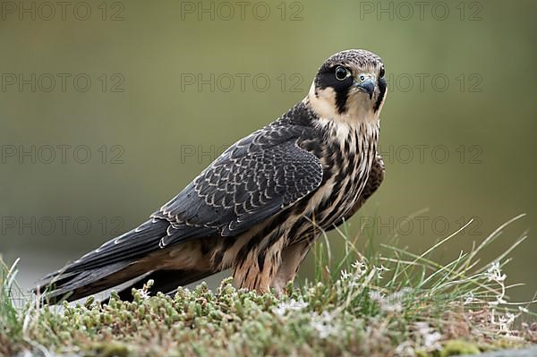 Eurasian hobby