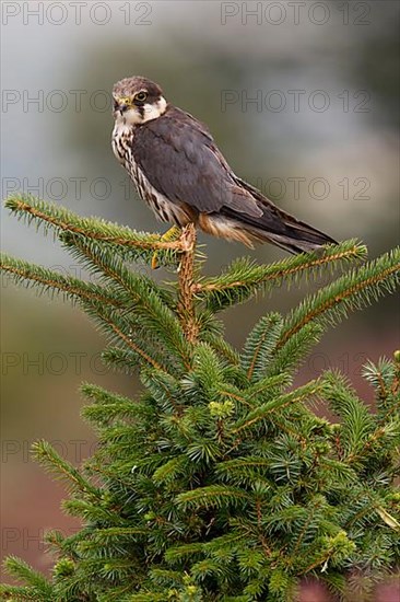 Eurasian eurasian hobby