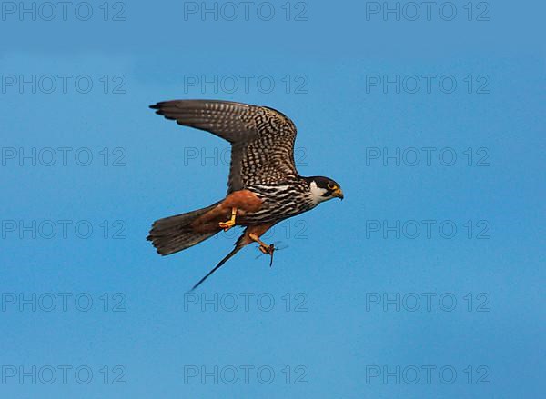 Eurasian Hobby