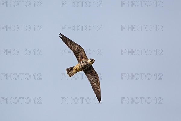 Eurasian eurasian hobby