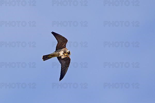 Eurasian eurasian hobby