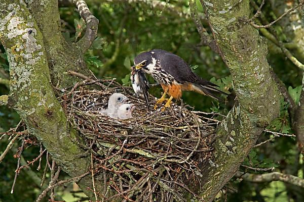 Eurasian eurasian hobby