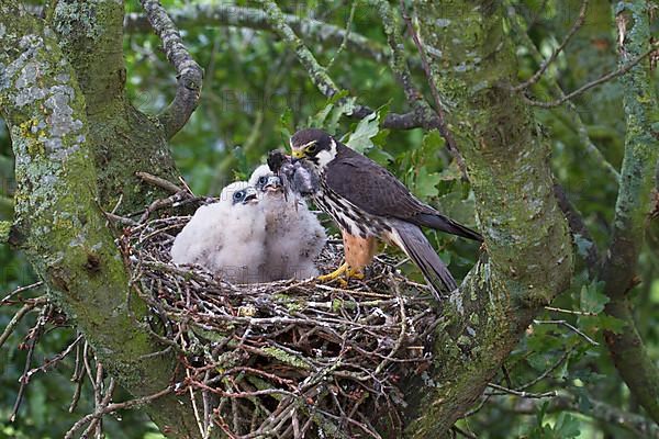 Eurasian eurasian hobby