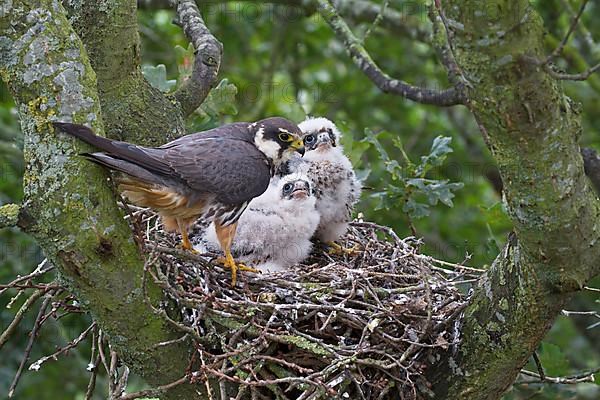 Eurasian eurasian hobby