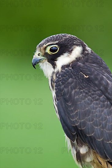 Eurasian eurasian hobby