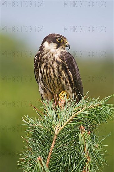 Eurasian Hobby