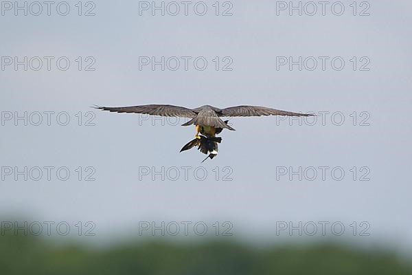 Eurasian eurasian hobby