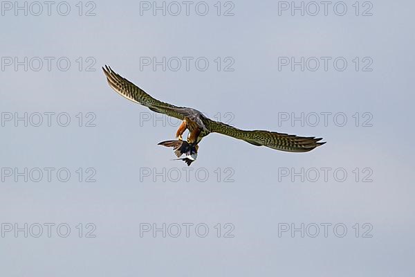 Eurasian eurasian hobby