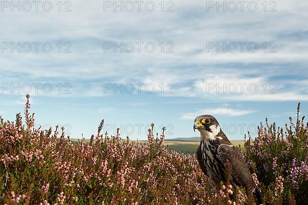 Eurasian eurasian hobby