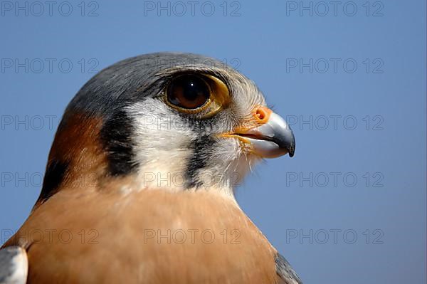 American Kestrel