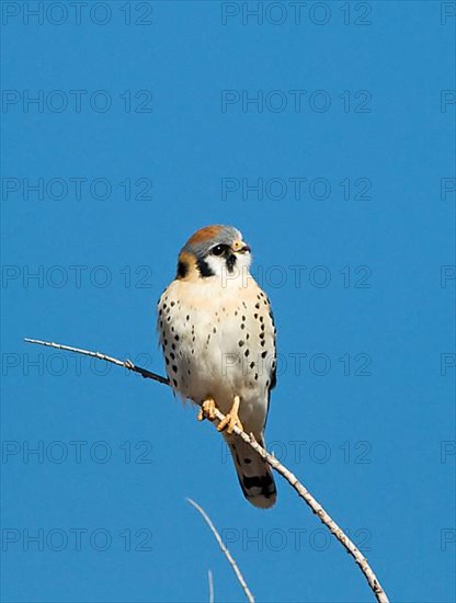 American Common Kestrel