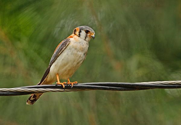 American Common Kestrel