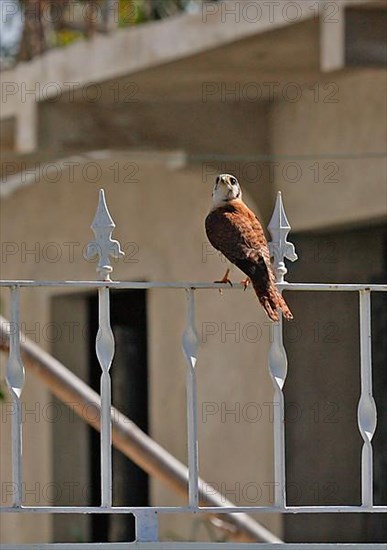 American Common Kestrel