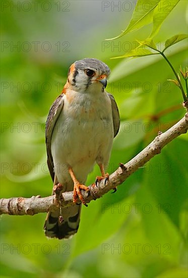 American Common Kestrel