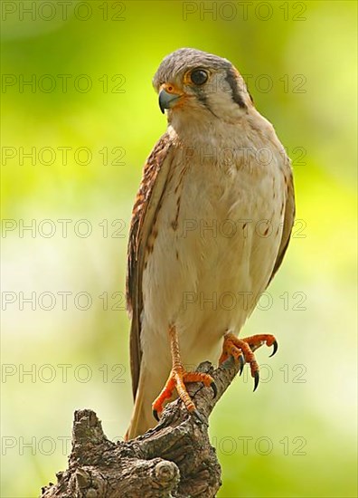 American Common Kestrel