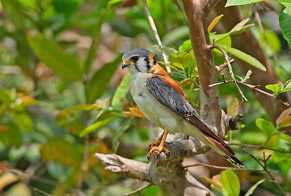 American Common Kestrel