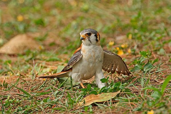 American Common Kestrel