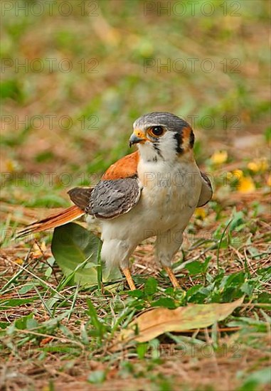 American Common Kestrel