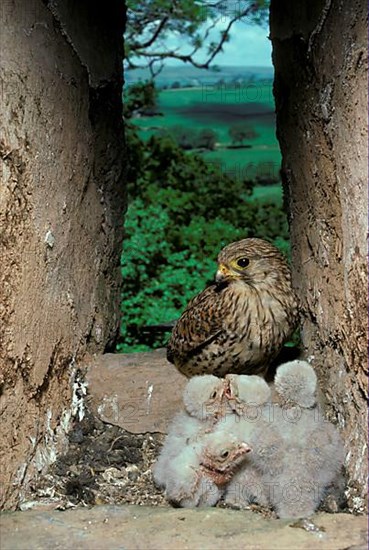 Common kestrel