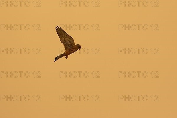 Common kestrel