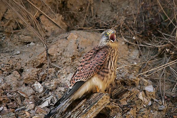 Common common kestrel