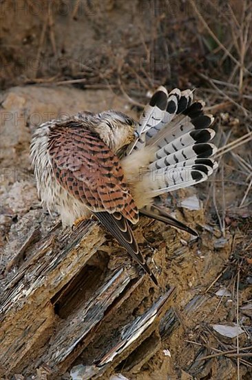 Common common kestrel