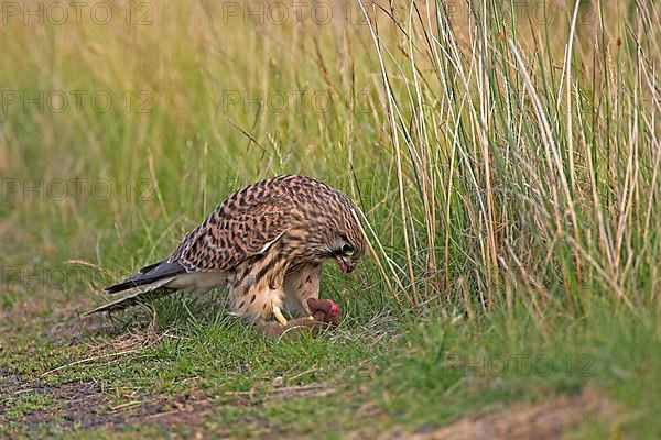 Common kestrel