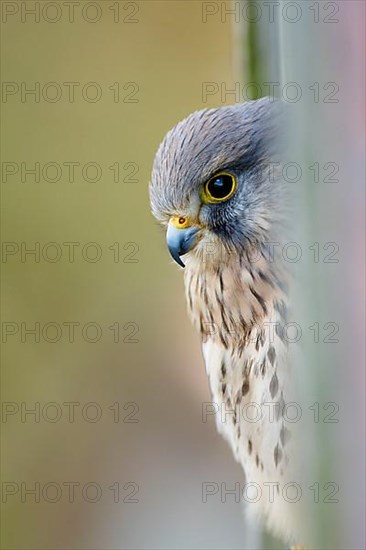 Common common kestrel