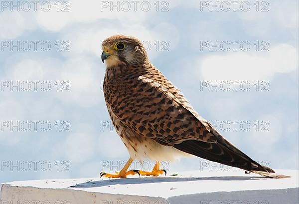 Common common kestrel